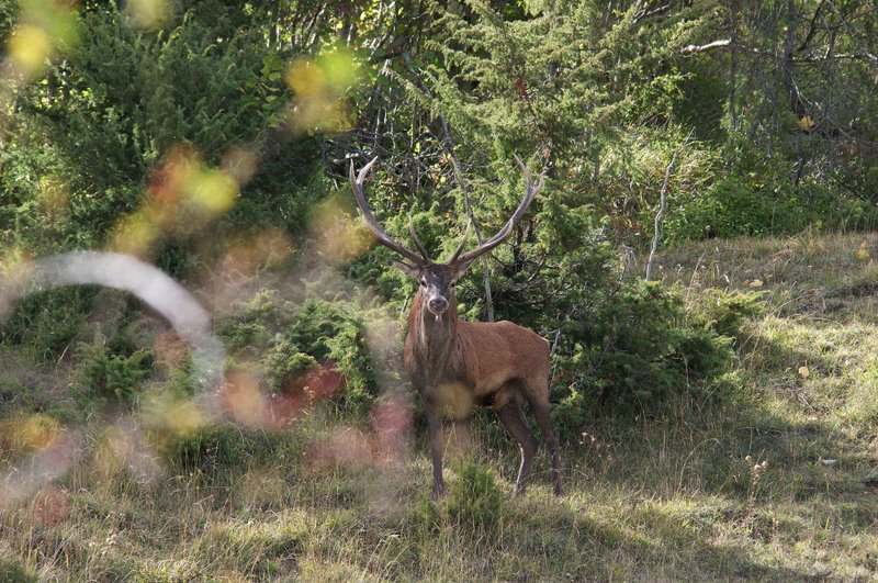 Un''arena molto contesa